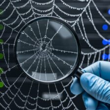 Gray-Hat Hacking Reveals How Black Hat Networks Actually Work